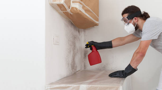 Professional Bathroom Mold Removal technician working in Paris, TN