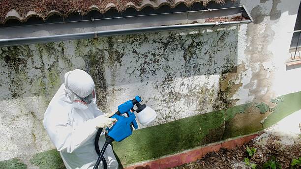 Top rated local Bathroom Mold Removal specialists in Paris, TN
